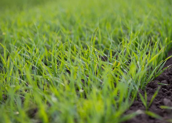Зеленое поле молодой пшеницы — стоковое фото