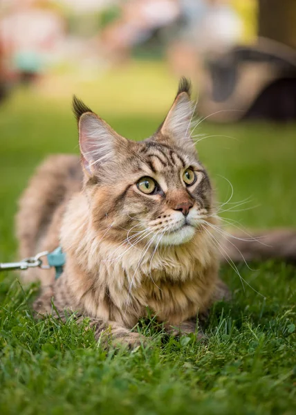 Maine Coon gato en el parque —  Fotos de Stock