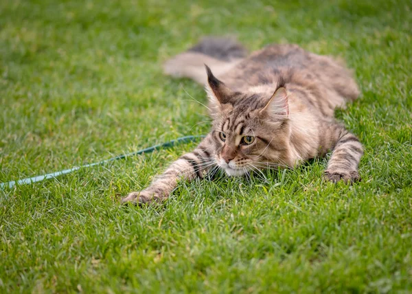 Maine Coon cat at park — Stock Photo, Image