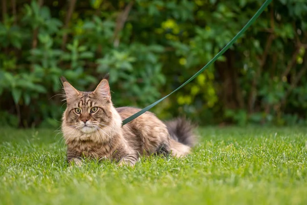 Kot Maine Coon w parku — Zdjęcie stockowe