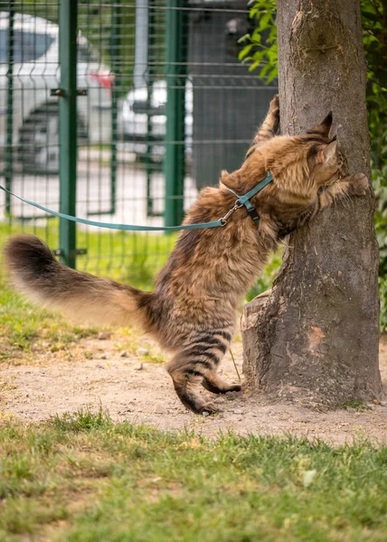 Parkta Maine Coon kedi — Stok fotoğraf