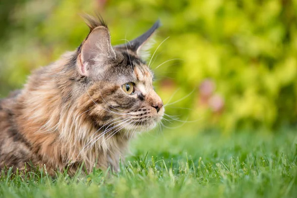 Parkta Maine Coon kedi — Stok fotoğraf