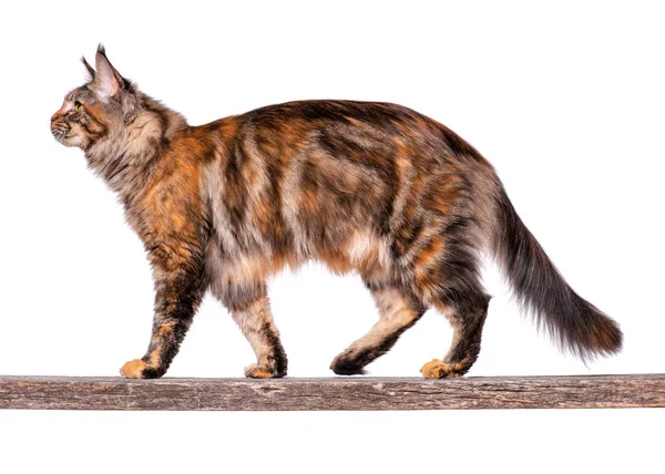 Maine Coon gato —  Fotos de Stock