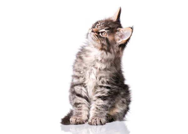 Maine Coon gatito en blanco —  Fotos de Stock