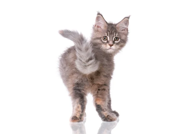 Maine Coon gatinho no branco — Fotografia de Stock