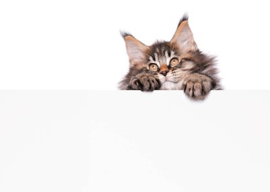 Maine Coon kedi boş