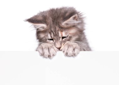 Maine Coon kedi boş