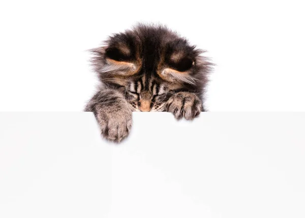Maine Coon gatito en blanco —  Fotos de Stock