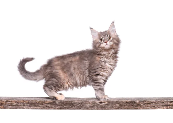 Maine Coon kitten on white — Stock Photo, Image