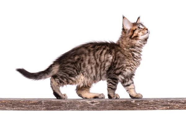 Maine Coon gattino su bianco — Foto Stock