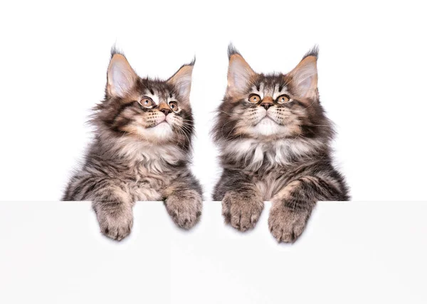 Maine Coon kitten with blank — Stock Photo, Image