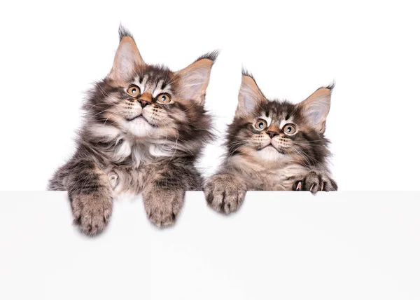 Maine Coon kitten with blank — Stock Photo, Image