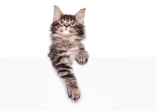 Maine Coon kitten s prázdnou — Stock fotografie