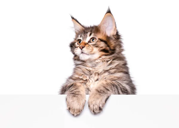 Maine Coon kitten s prázdnou — Stock fotografie