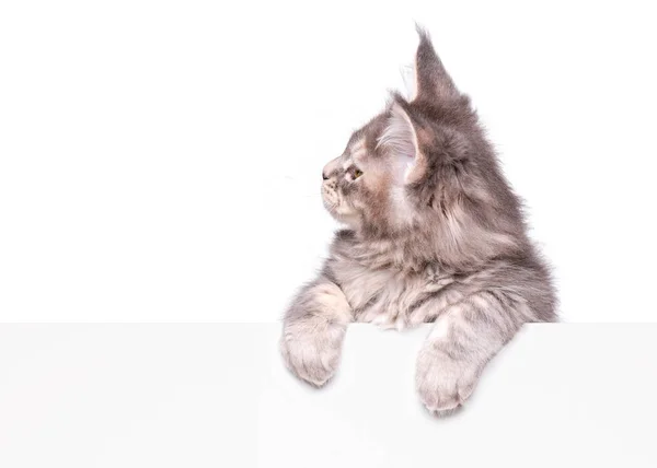 Maine Coon Kätzchen mit Leerzeichen — Stockfoto