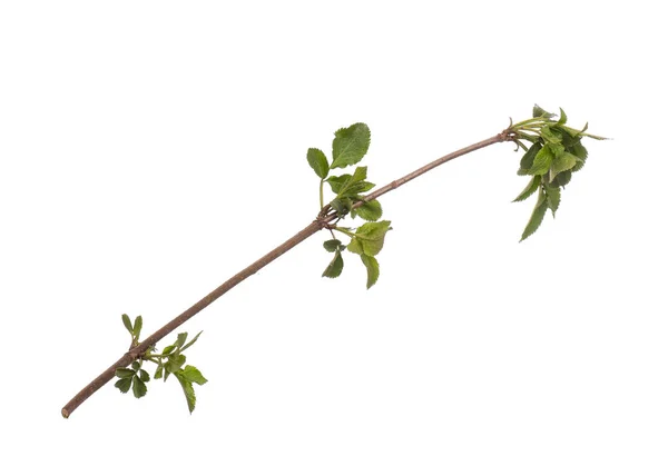 Spring tree branch on white — Stock Photo, Image