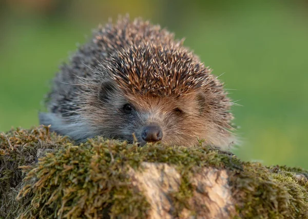 Young hedgehog in forest — Stock Photo, Image