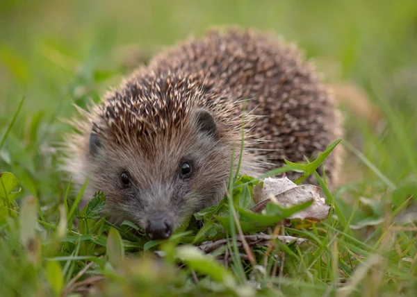 Young hedgehog in forest — Stock Photo, Image