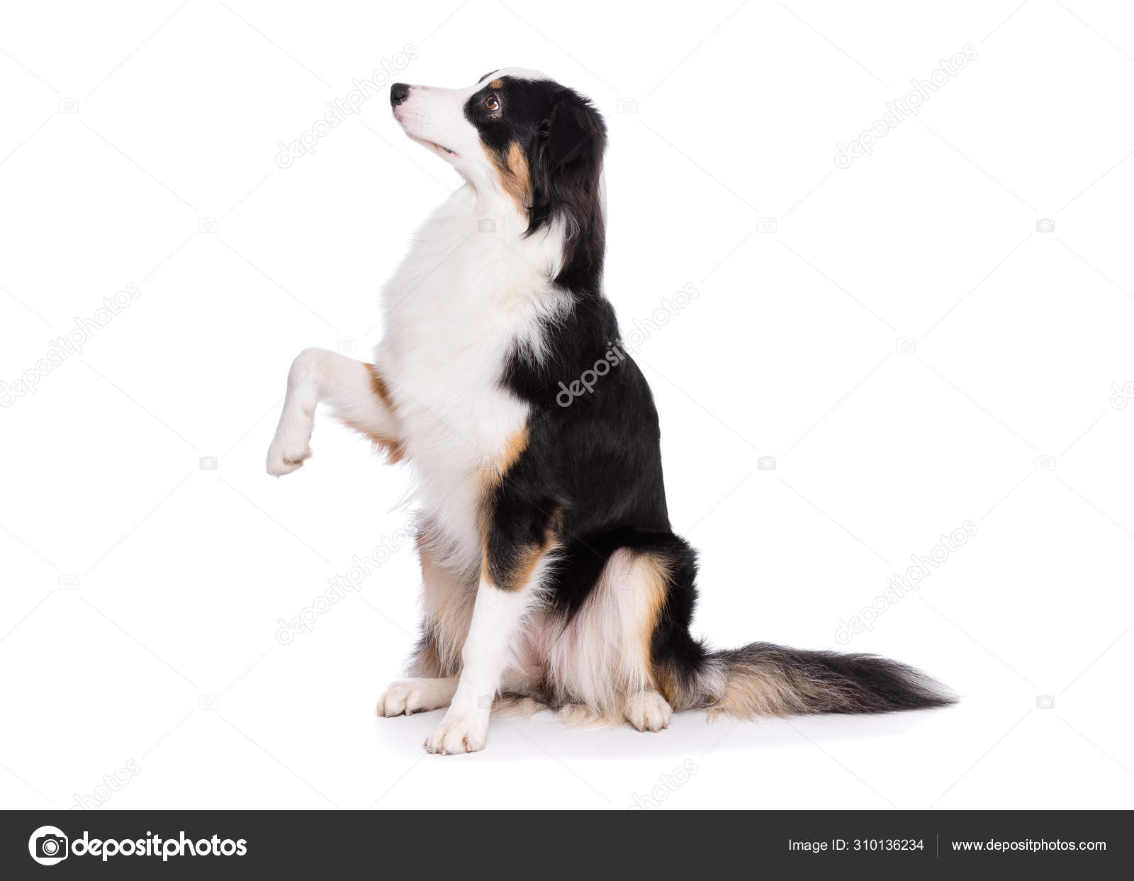 Vêtement berger australien : guide des tailles pour chien – Oscar et Plume, image size:1600x1243