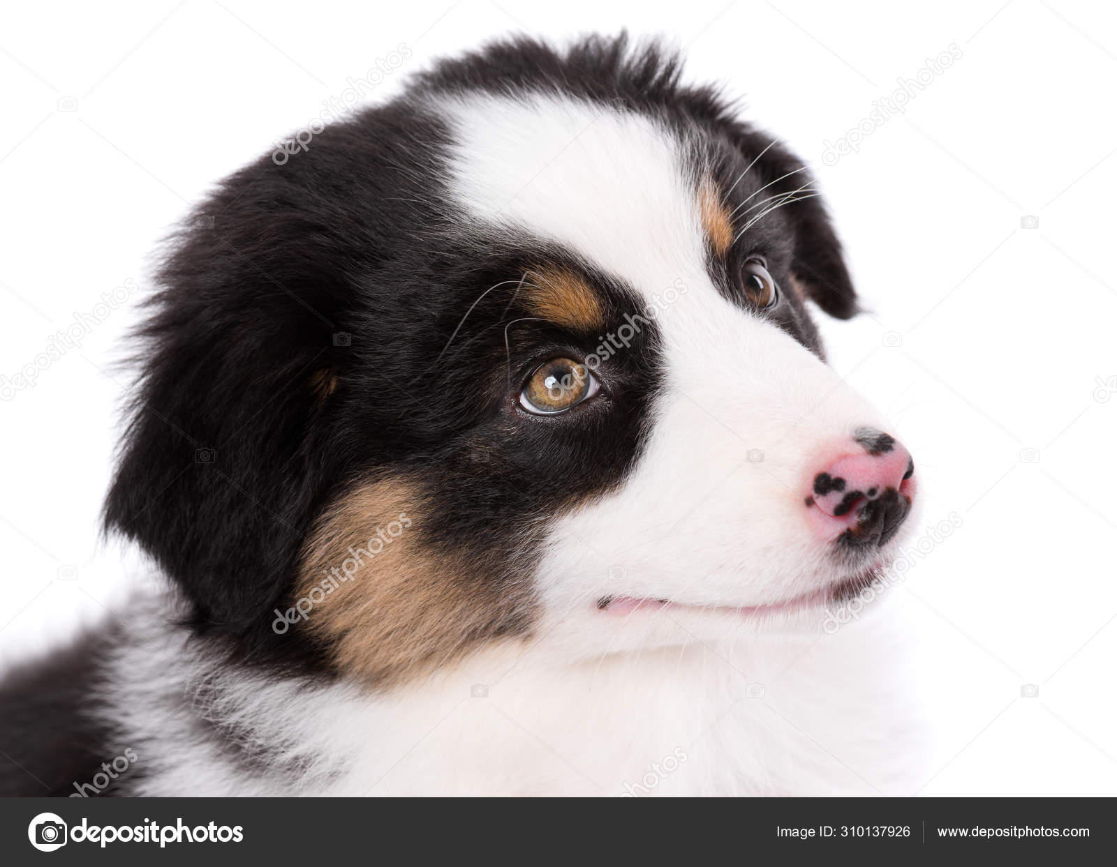 Australian Shepherd Puppy Stock Photo C Denisnata