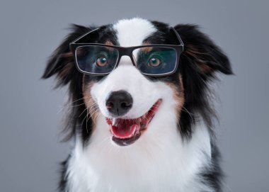 Australian Shepherd dog on gray