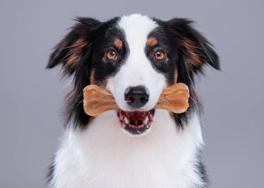 Australian Shepherd dog on gray