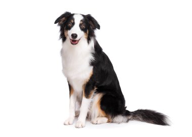 Beyaz Avustralya Çoban köpeği