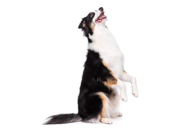 Australian Shepherd perro en blanco —  Fotos de Stock