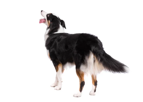 Australian Shepherd dog on white — Stock Photo, Image