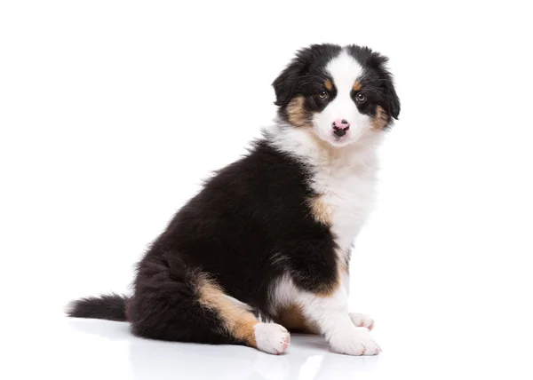 Australian shepherd puppy — Stock Photo, Image