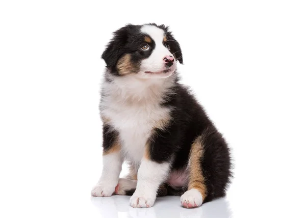 Australian shepherd puppy — Stock Photo, Image