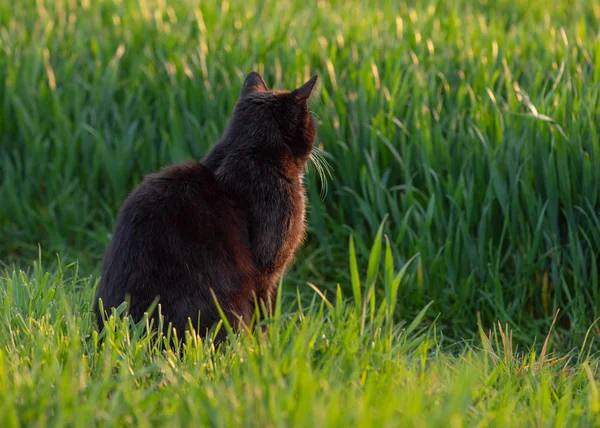 녹색 잔디에 걷는 검은 고양이 — 스톡 사진