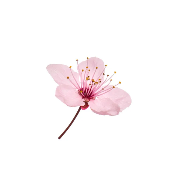 Flor de cerejeira flores — Fotografia de Stock