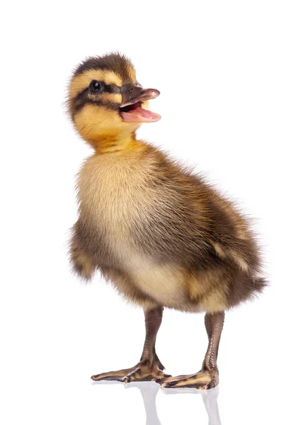 Schattig pasgeboren eendje — Stockfoto