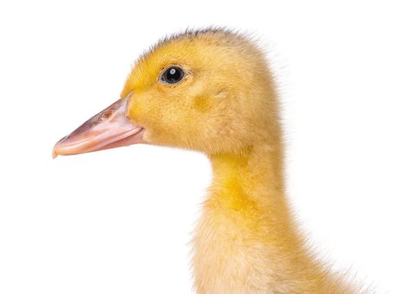 Cute newborn duckling — Stock Photo, Image