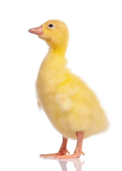 Cute newborn gosling — Stock Photo, Image