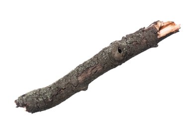 Beyaz üzerine kuru ağaç dalı