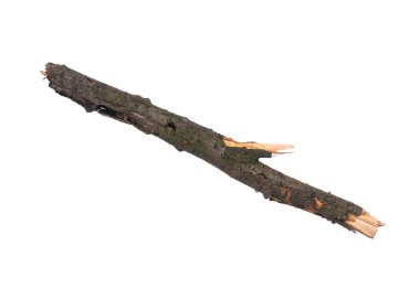 Beyaz üzerine kuru ağaç dalı