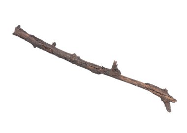 Dry tree branch on white clipart
