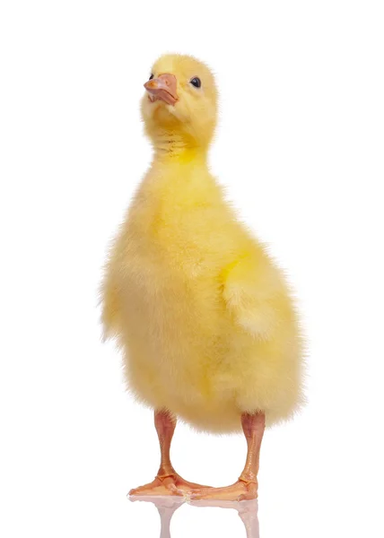 Cute newborn gosling — Stock Photo, Image