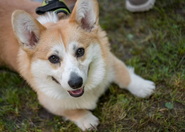 Σκύλος Ουαλός Corgi στο πάρκο — Φωτογραφία Αρχείου