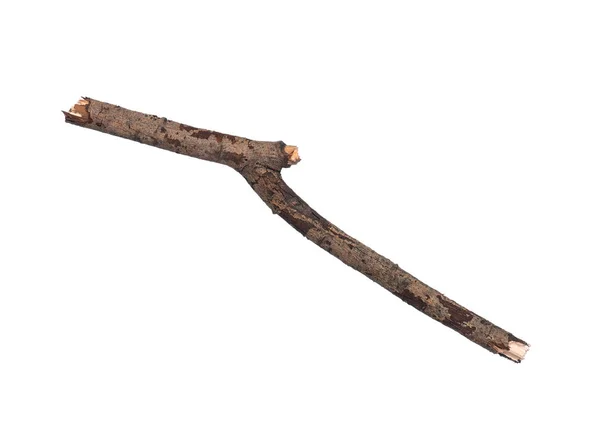 Dry tree branch on white — Stock Photo, Image