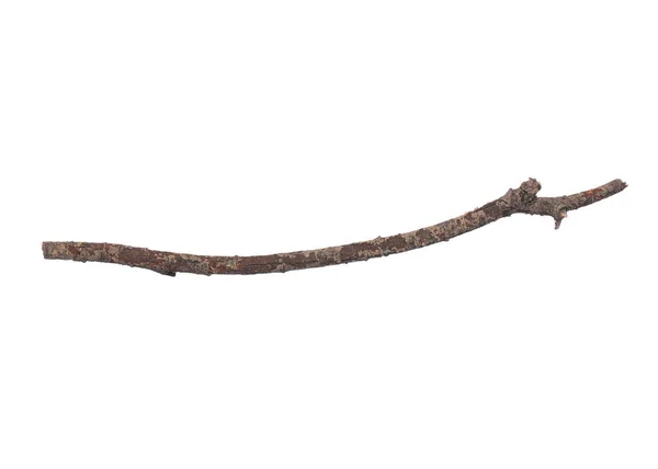 Dry tree branch on white — Stock Photo, Image