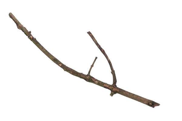 Ramo d'albero secco su bianco — Foto Stock