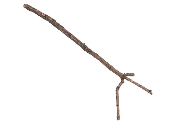 Dry tree branch on white — Stock Photo, Image