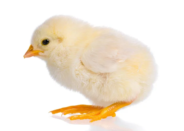 白色背景的新生鸡 — 图库照片
