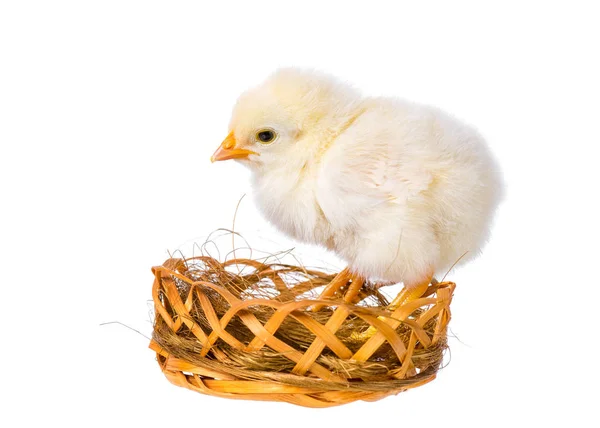 Newborn chicken on white background — Stock Photo, Image