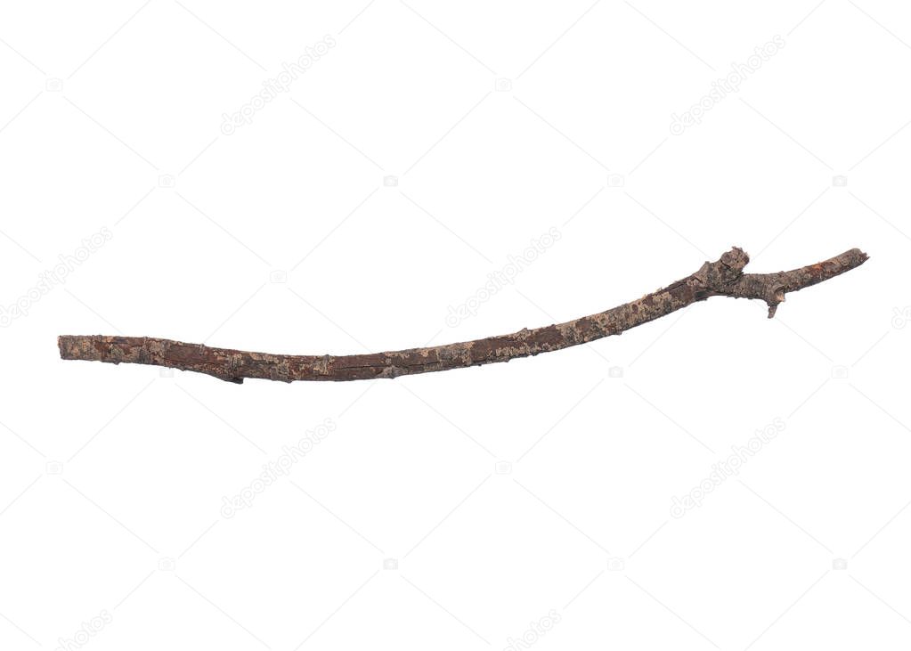 Dry tree branch on white