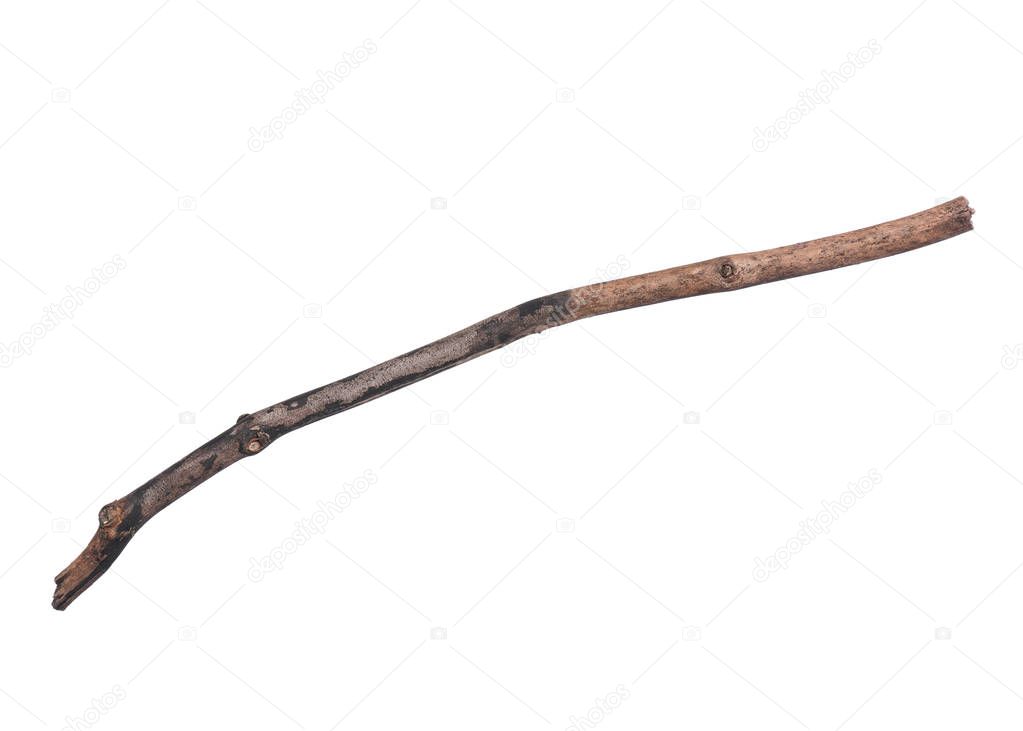 Dry tree branch on white