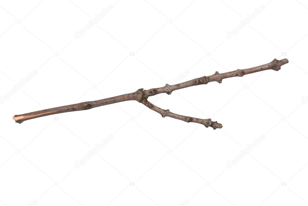 Dry tree branch on white